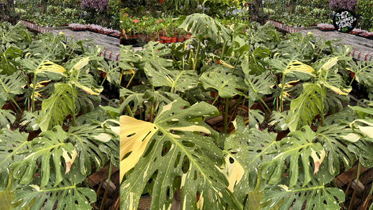 Transforma tu espacio con la Monstera Thai Constellation