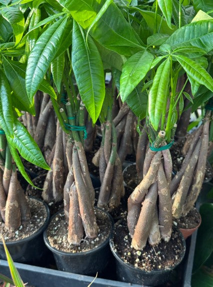 Pachyra aquatica