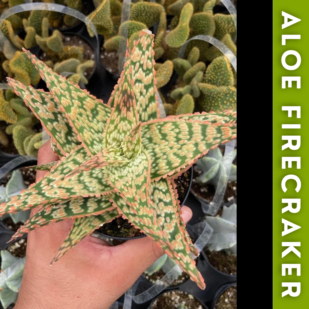 Charola de 12 Aloes Raros