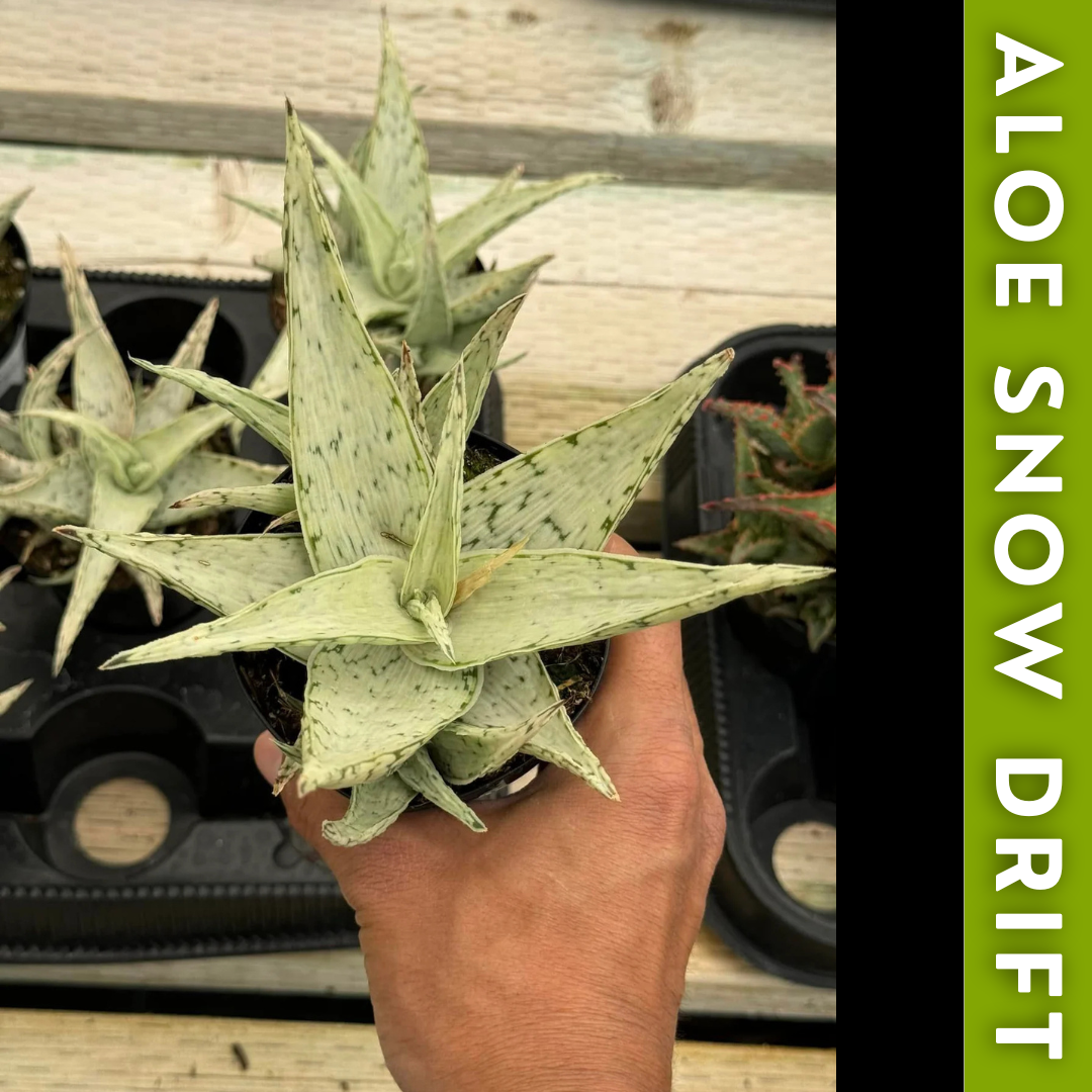 Charola de 12 Aloes Raros