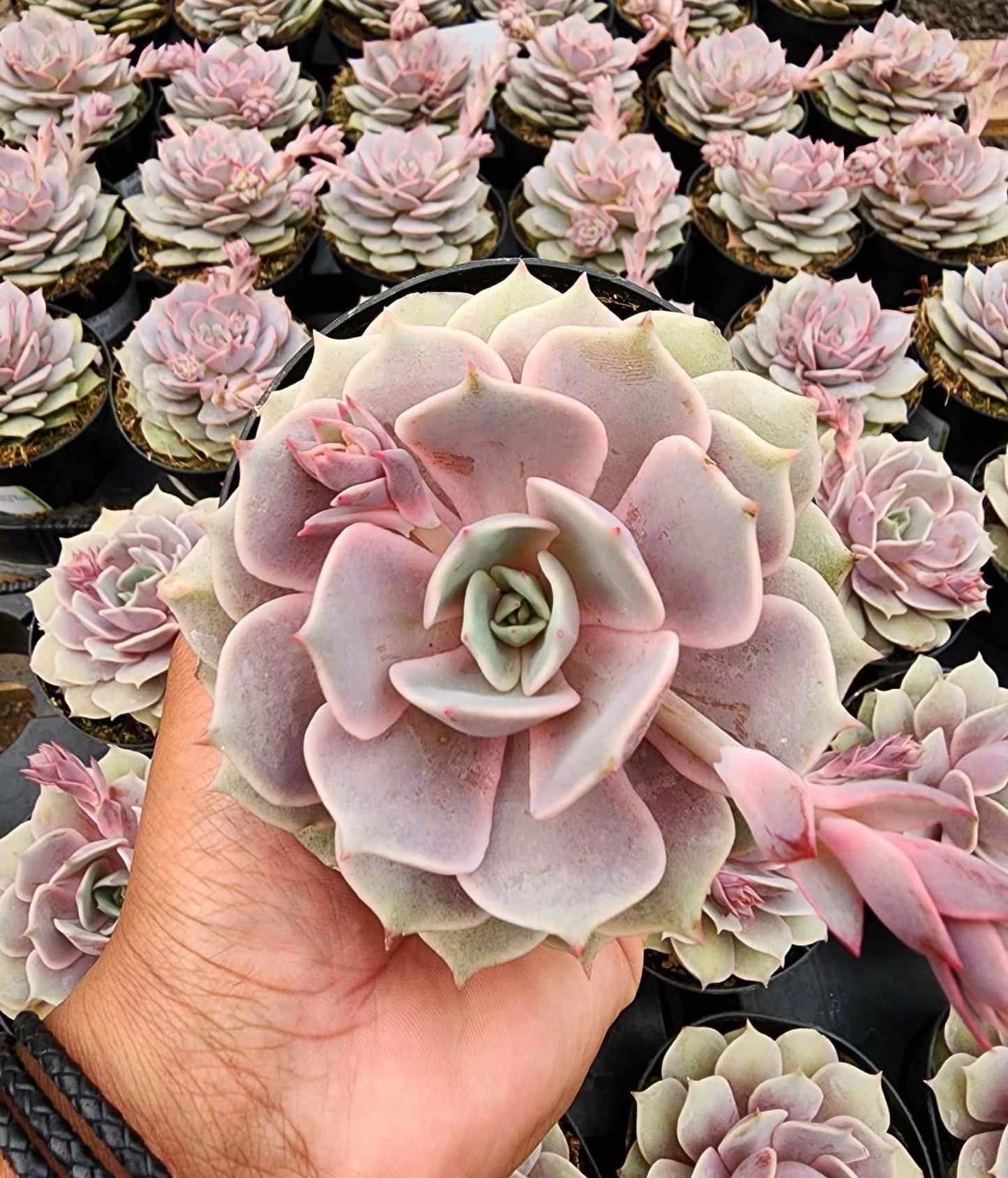 Echeveria Angel kiss 3.5"