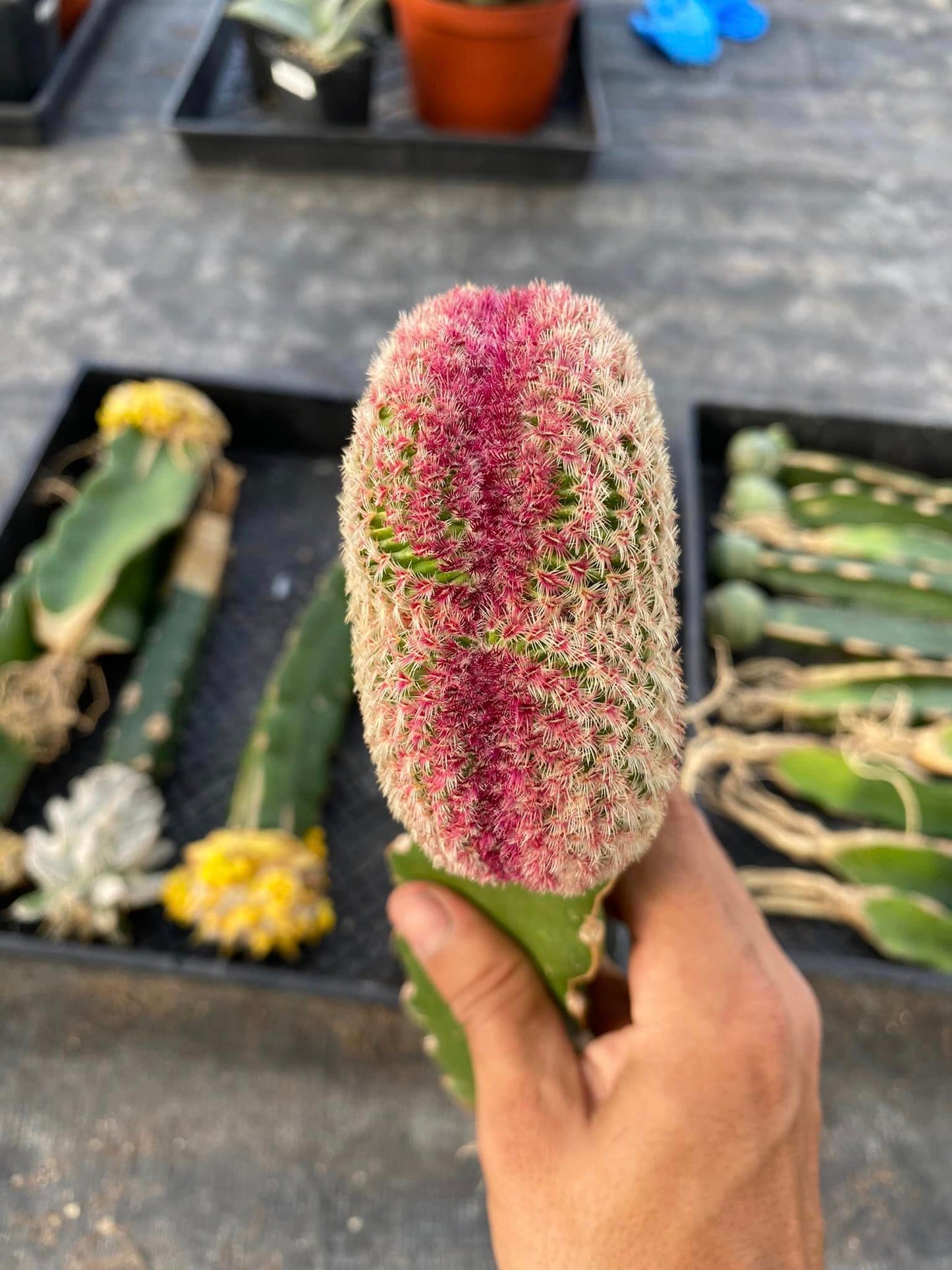 Cresta de rubispinus ( injerto)