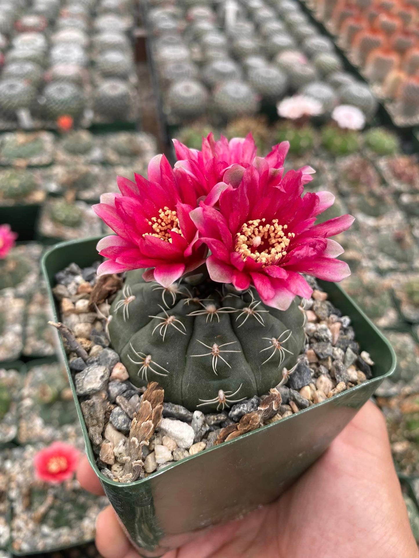 Gymnocalycium Schreiteri