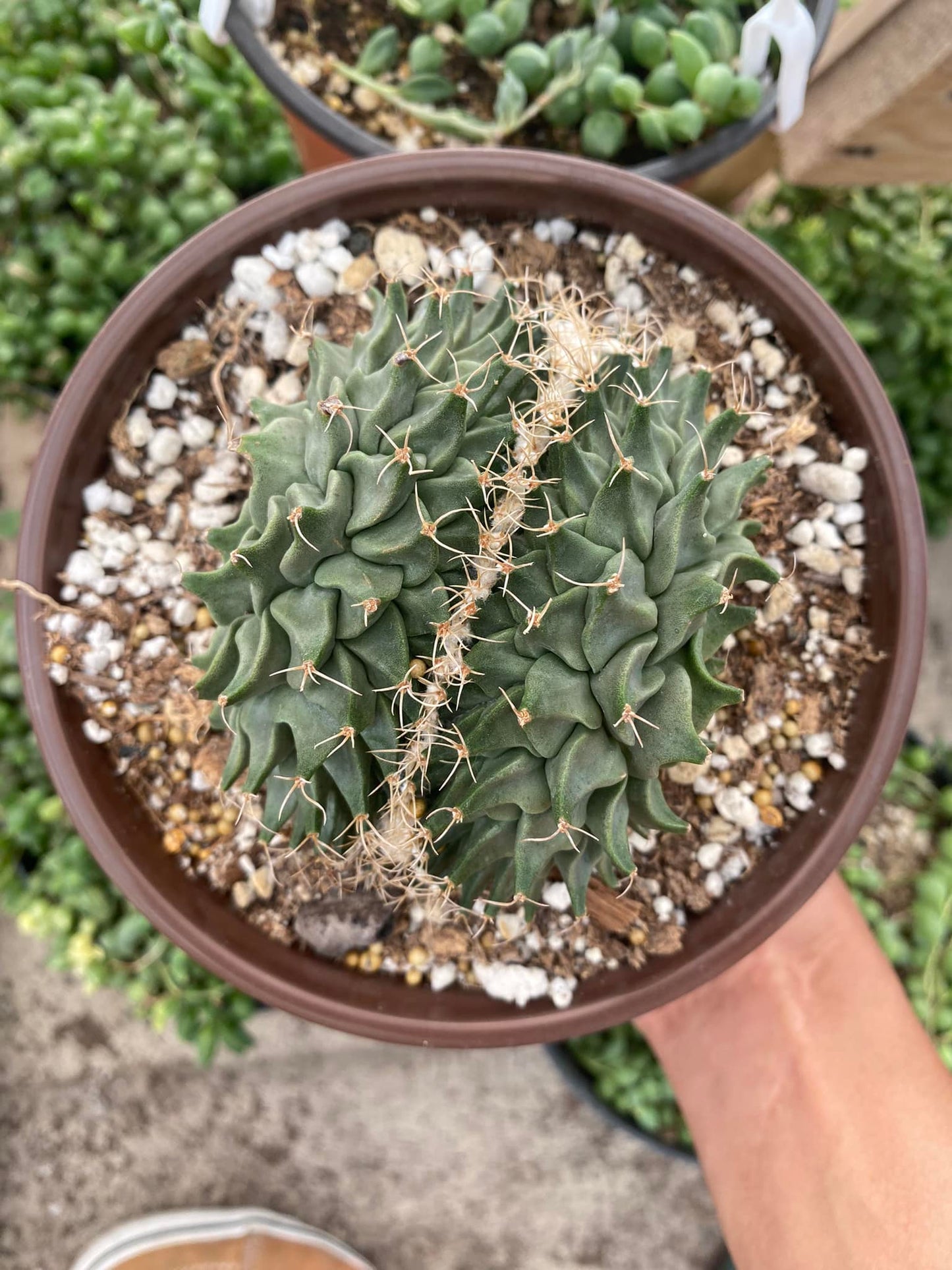Cresta Obregonia denegrii