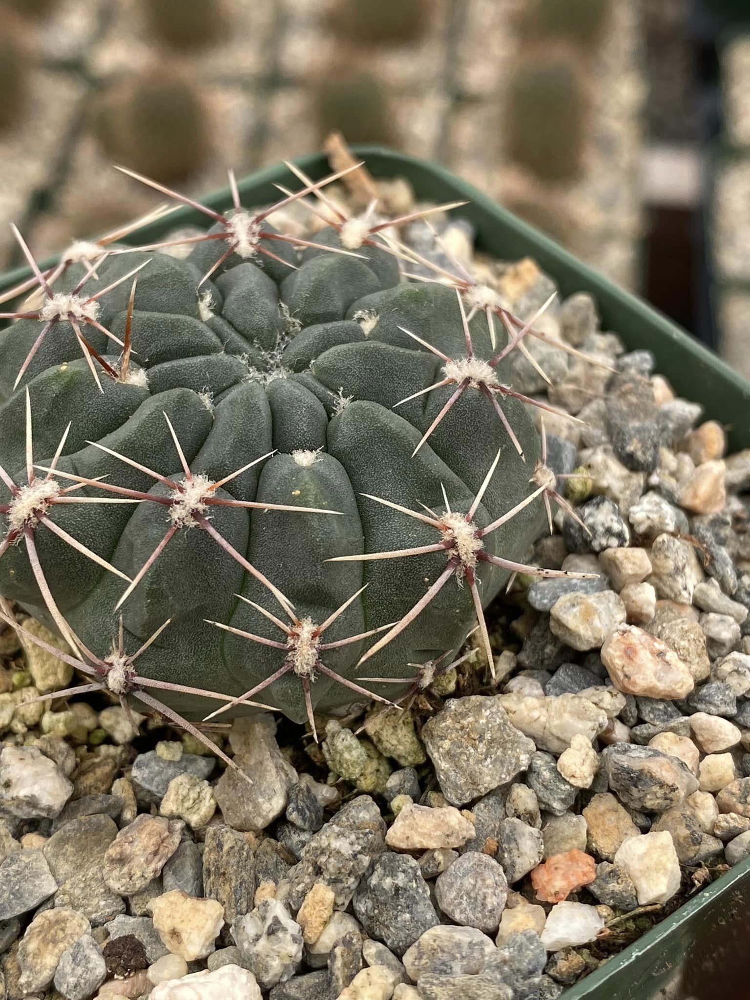 Gymnocalycium reductum var. Leucodictyon – TiaJuanas Plants México