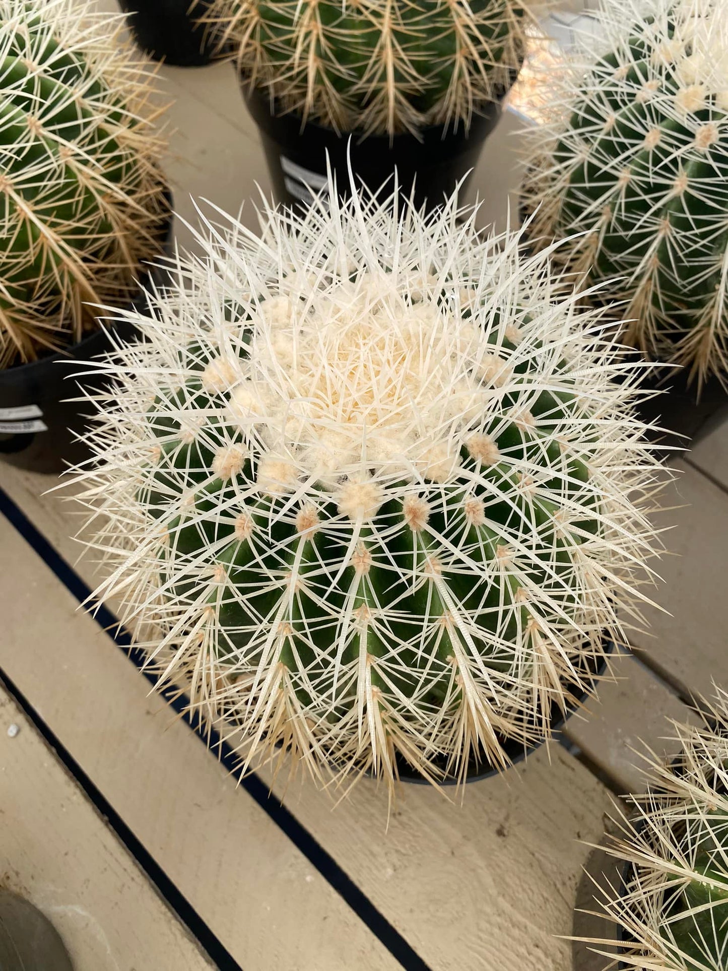 Echinocactus grusonii Silver barrel 8”