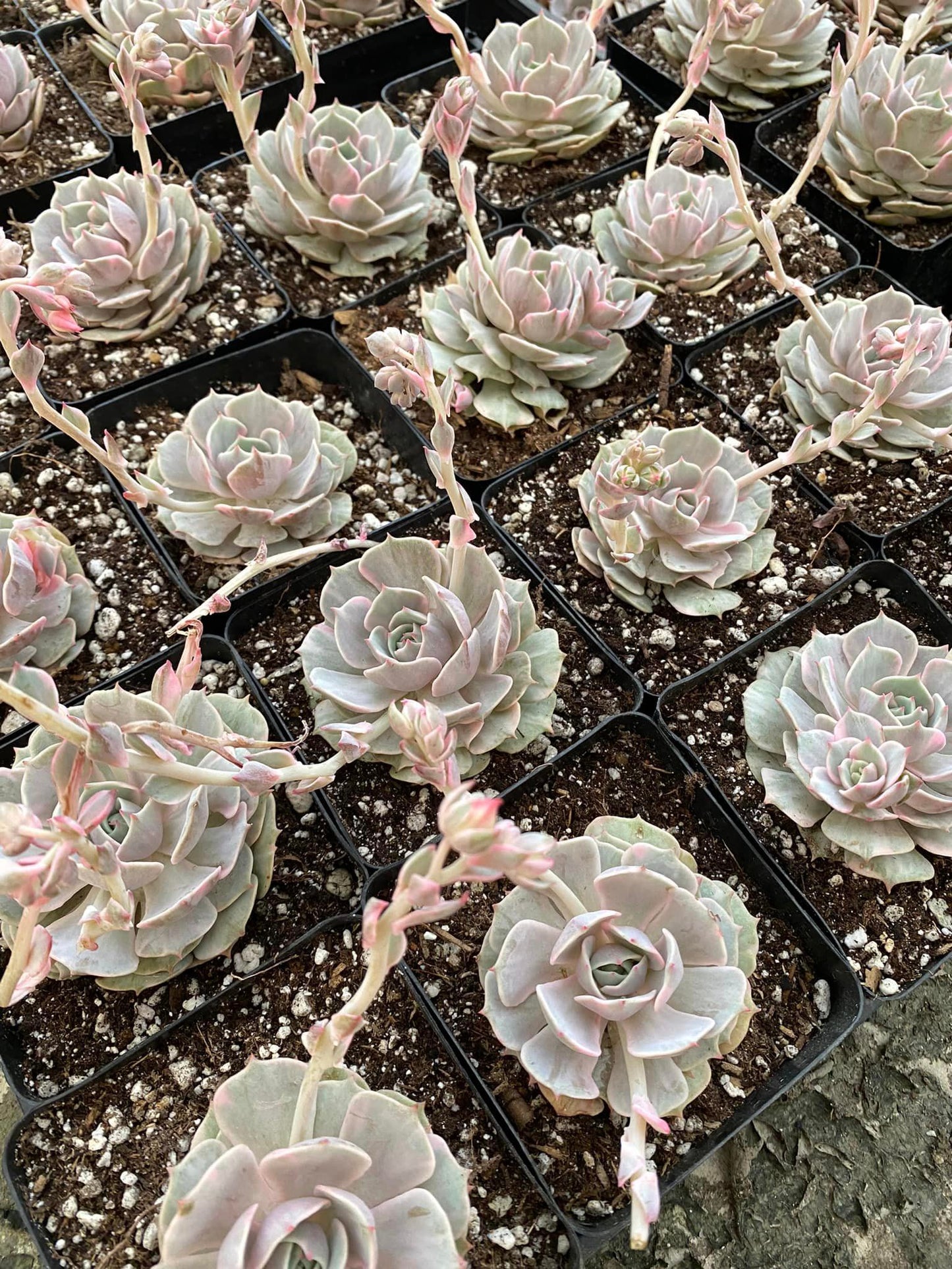 Echeveria Lola Variegada