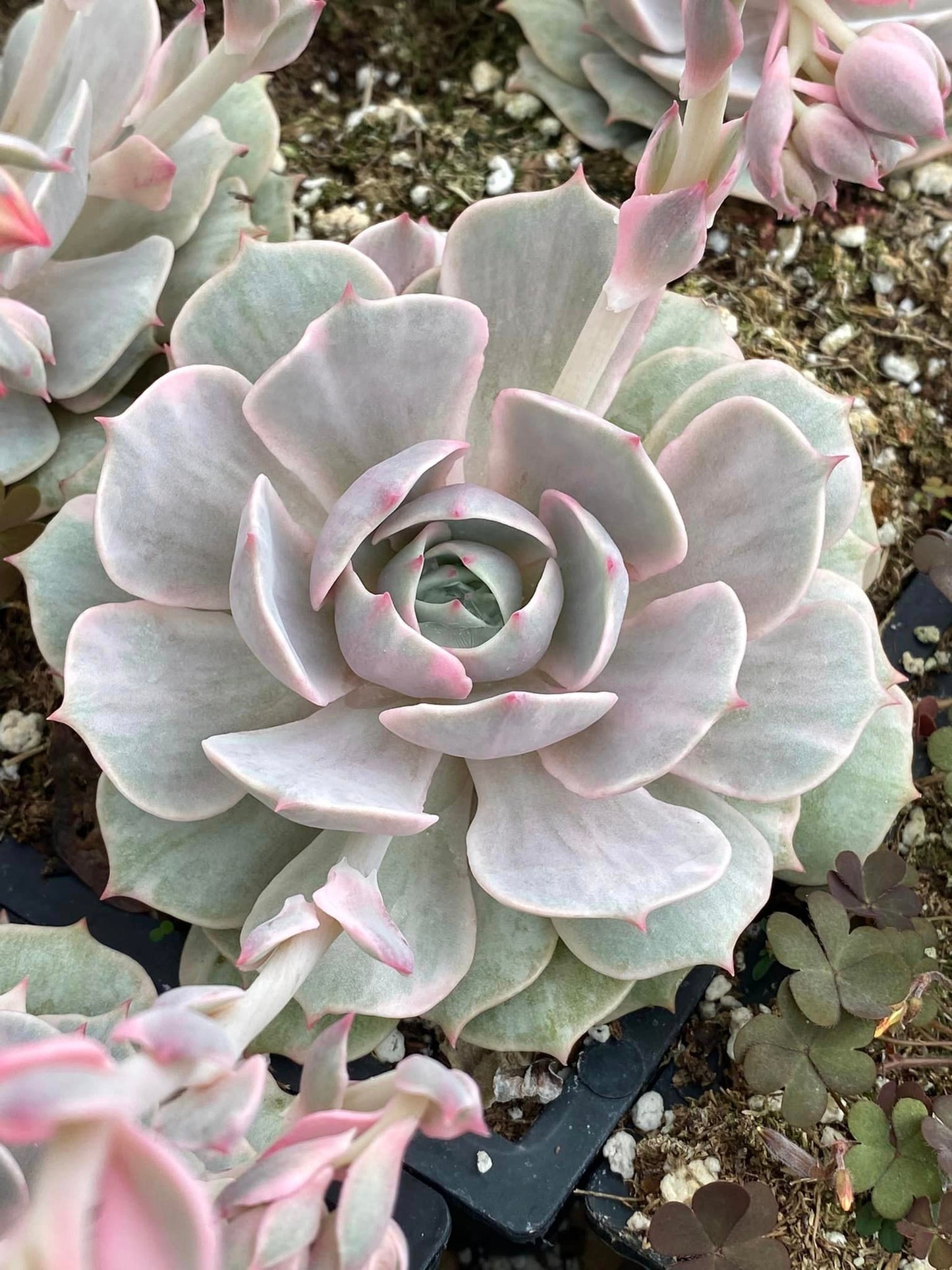 Echeveria Lola Variegada