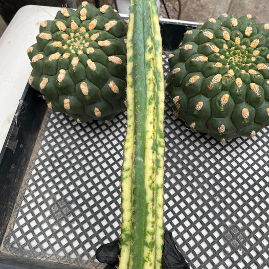 San Pedro variegado jumbo