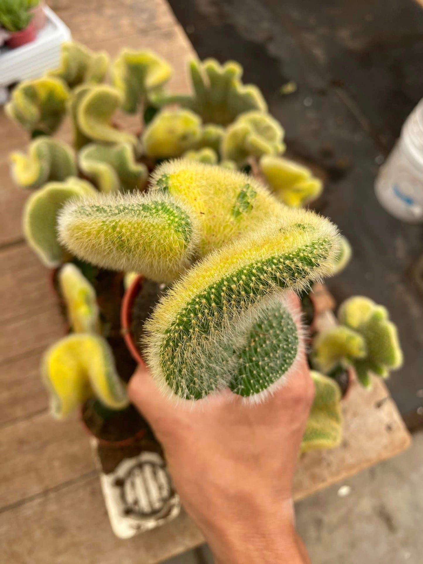 Hildewintera Colademonomis Cristata Variegada 3.5"
