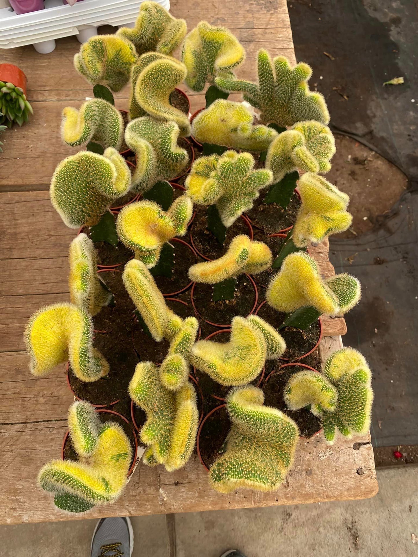 Hildewintera Colademonomis Cristata Variegada 3.5"