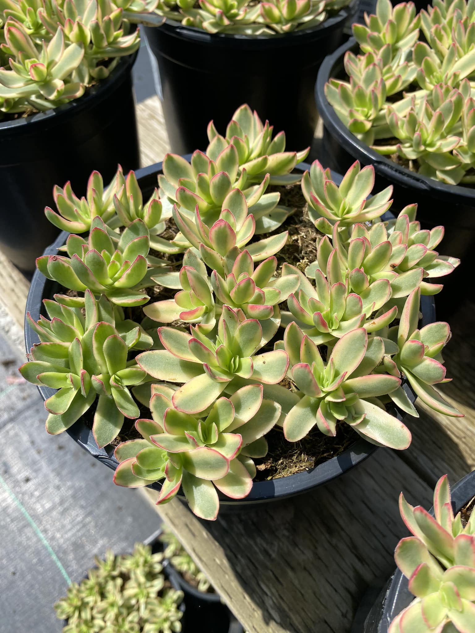 crassula daydream succulent Crassula daydream – TiaJuanas Plants México