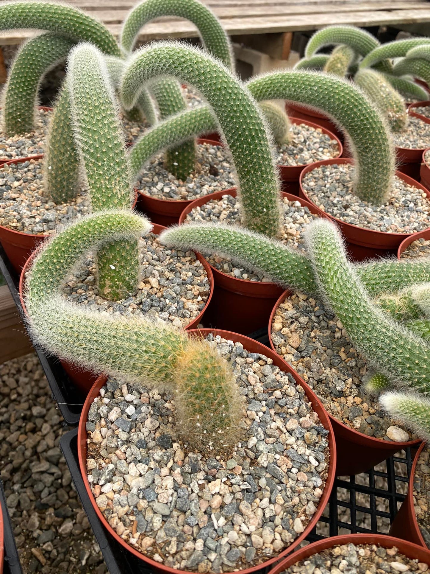 Cleistocactus colademononis Cola de mono