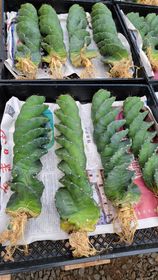 Cereus forbesii spiralis