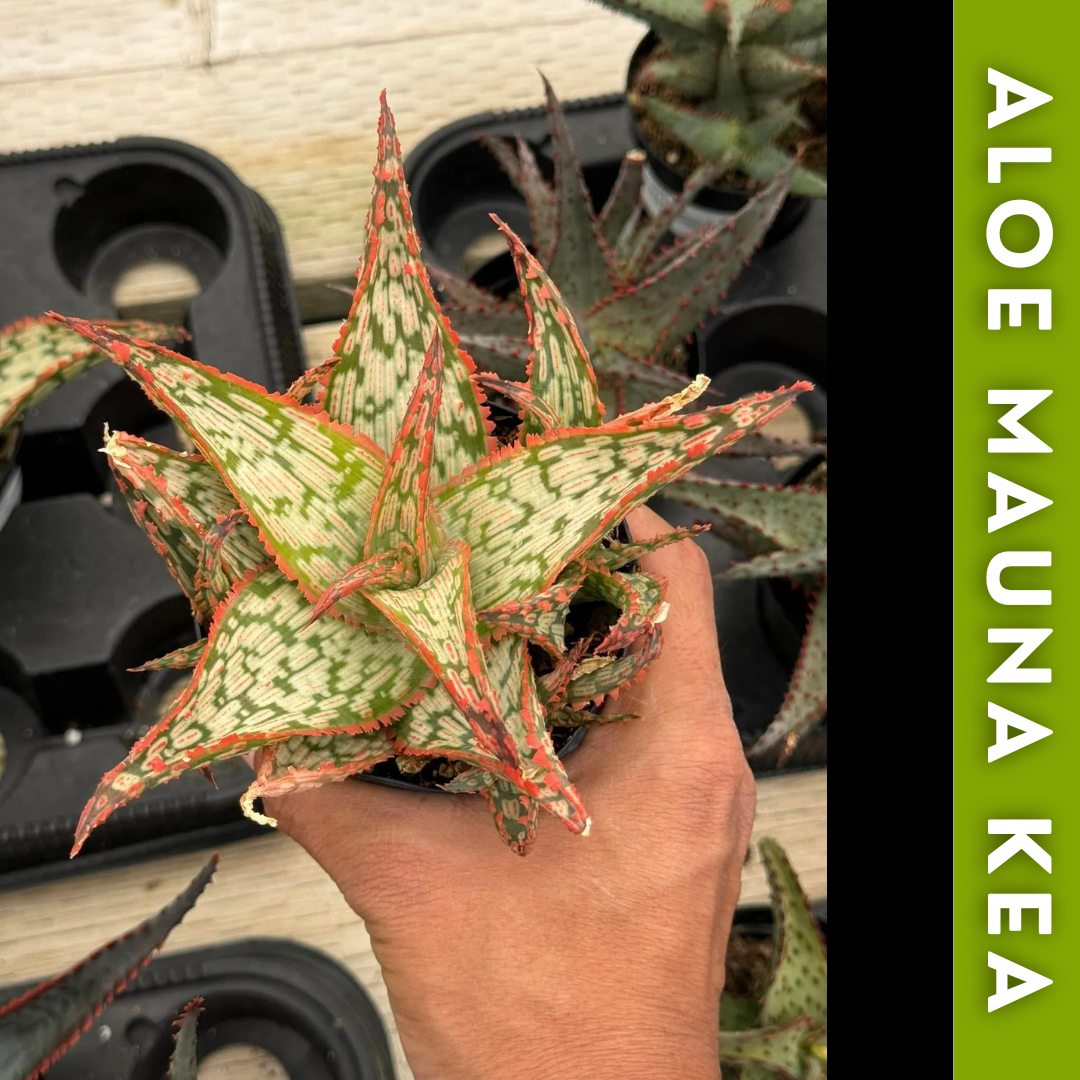 Charola de 12 Aloes Raros