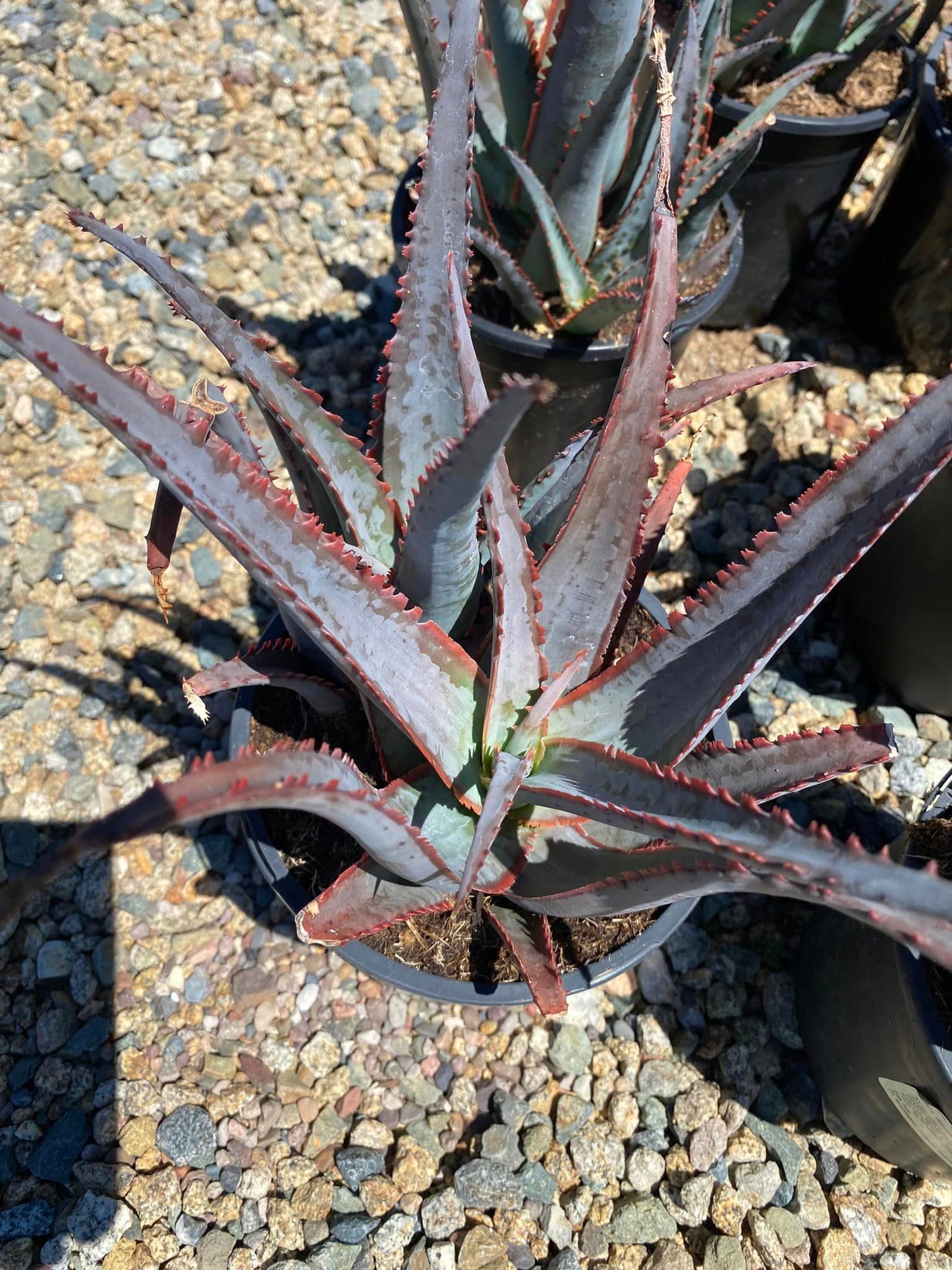 Aloe divaricata ‘Diablo’