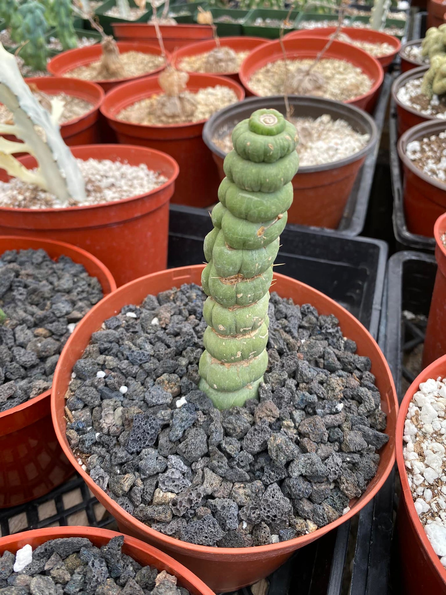 Euchlynia castanea 6"