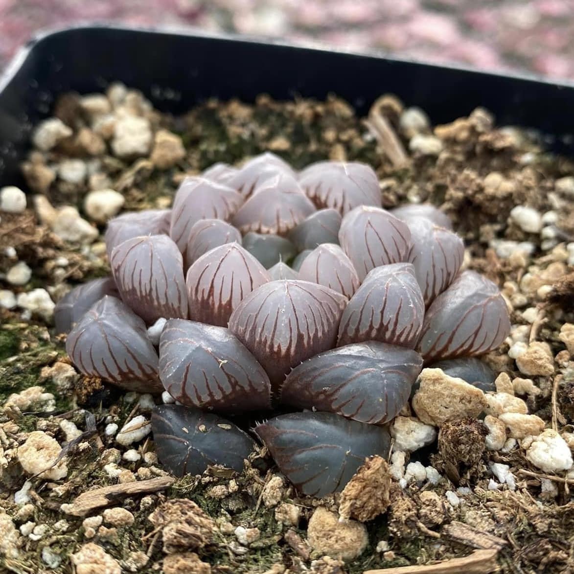 haworthia obtusa crystal light blue transparent succulent plants Haworthia obtusa crystal blue – TiaJuanas Plants México