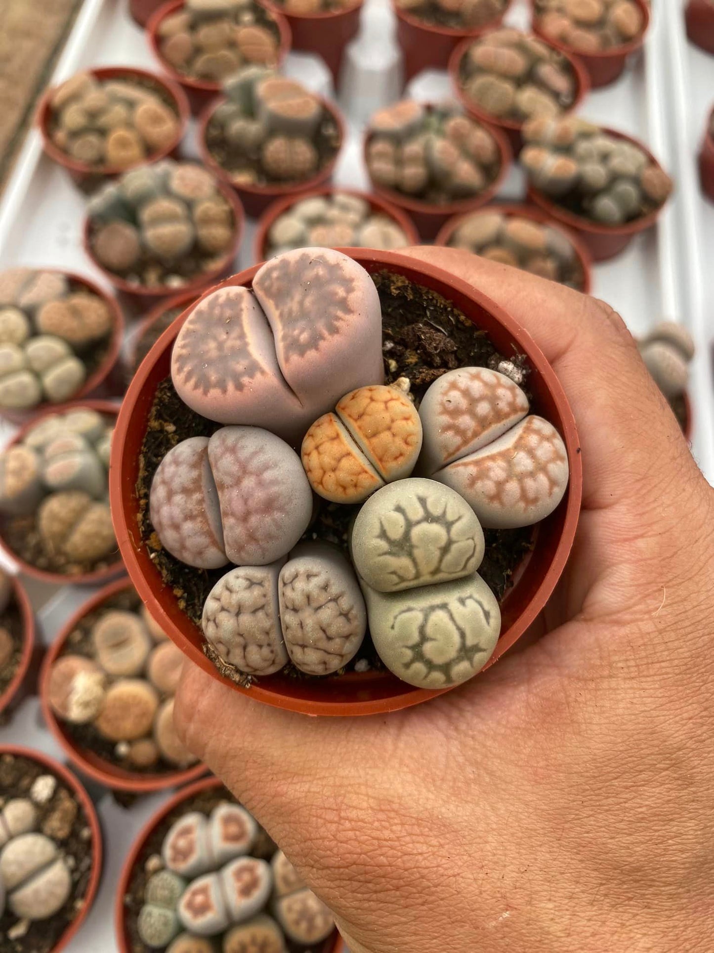Charola de 28 macetas de lithops 2.5”