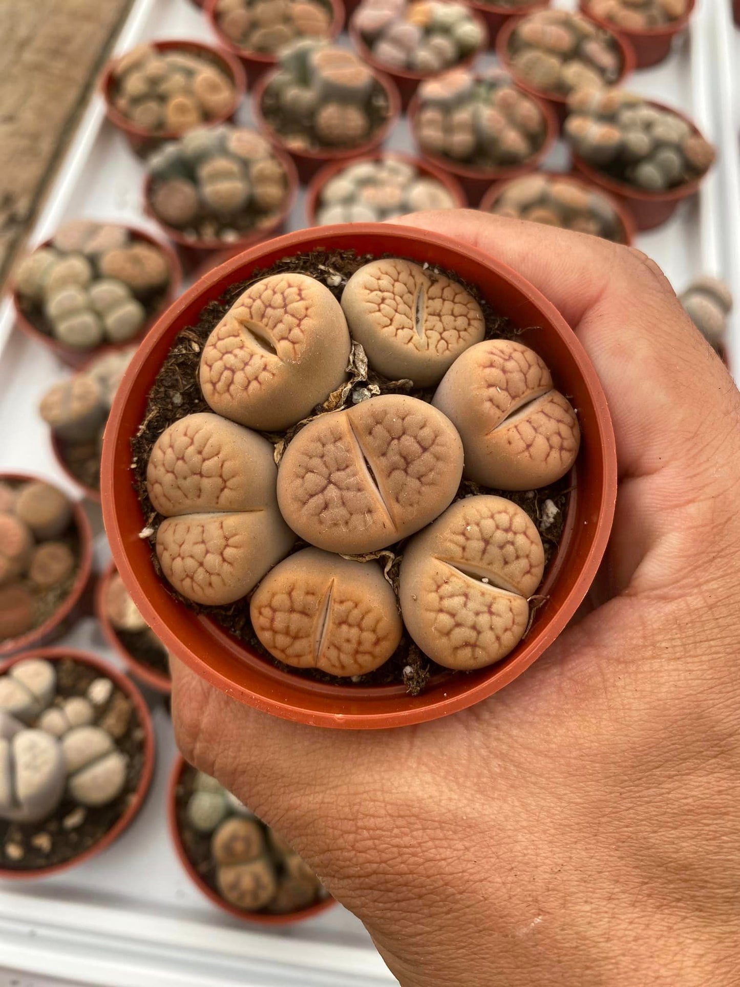 Charola de 28 macetas de lithops 2.5”
