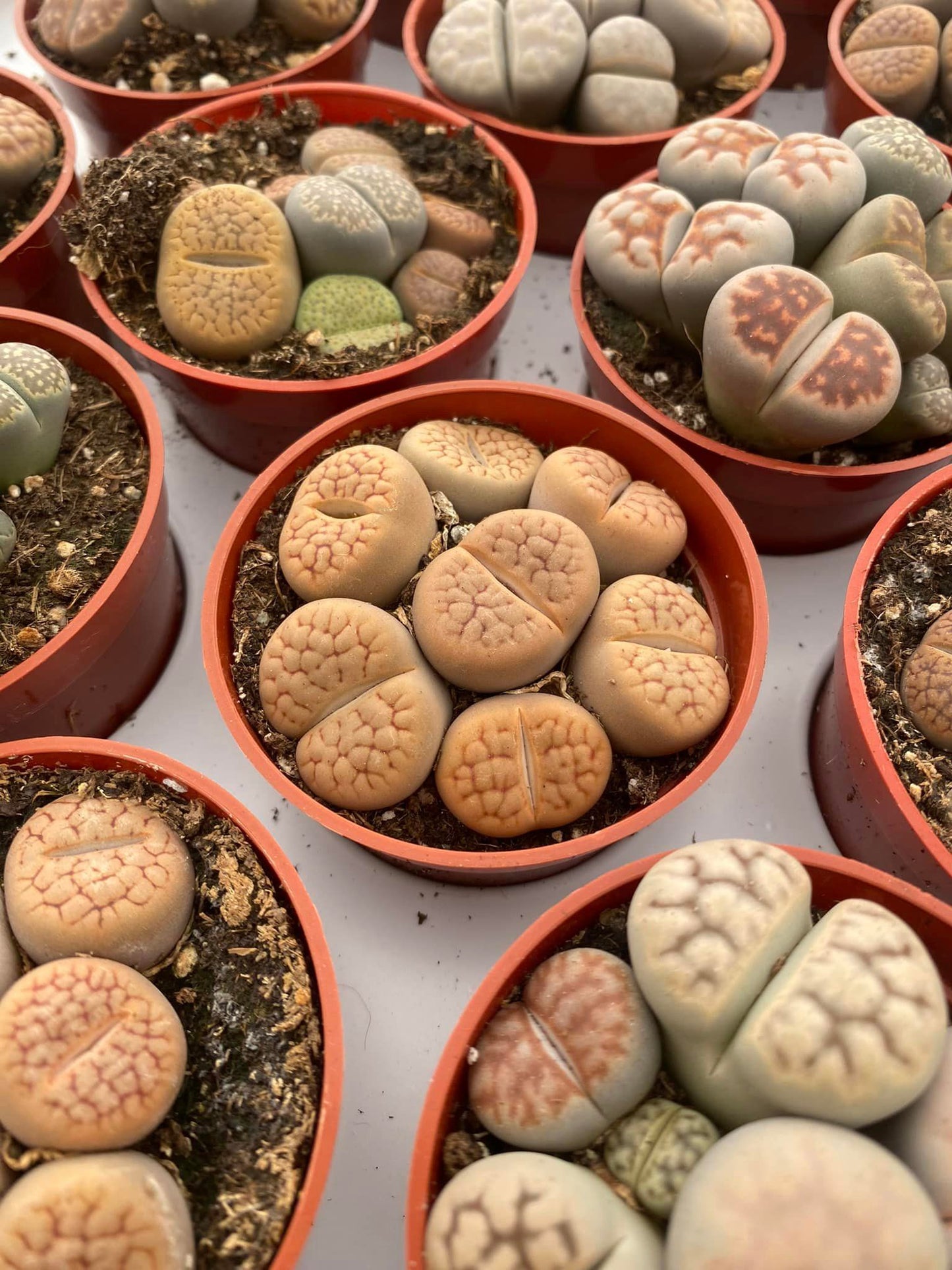 Charola de 28 macetas de lithops 2.5”