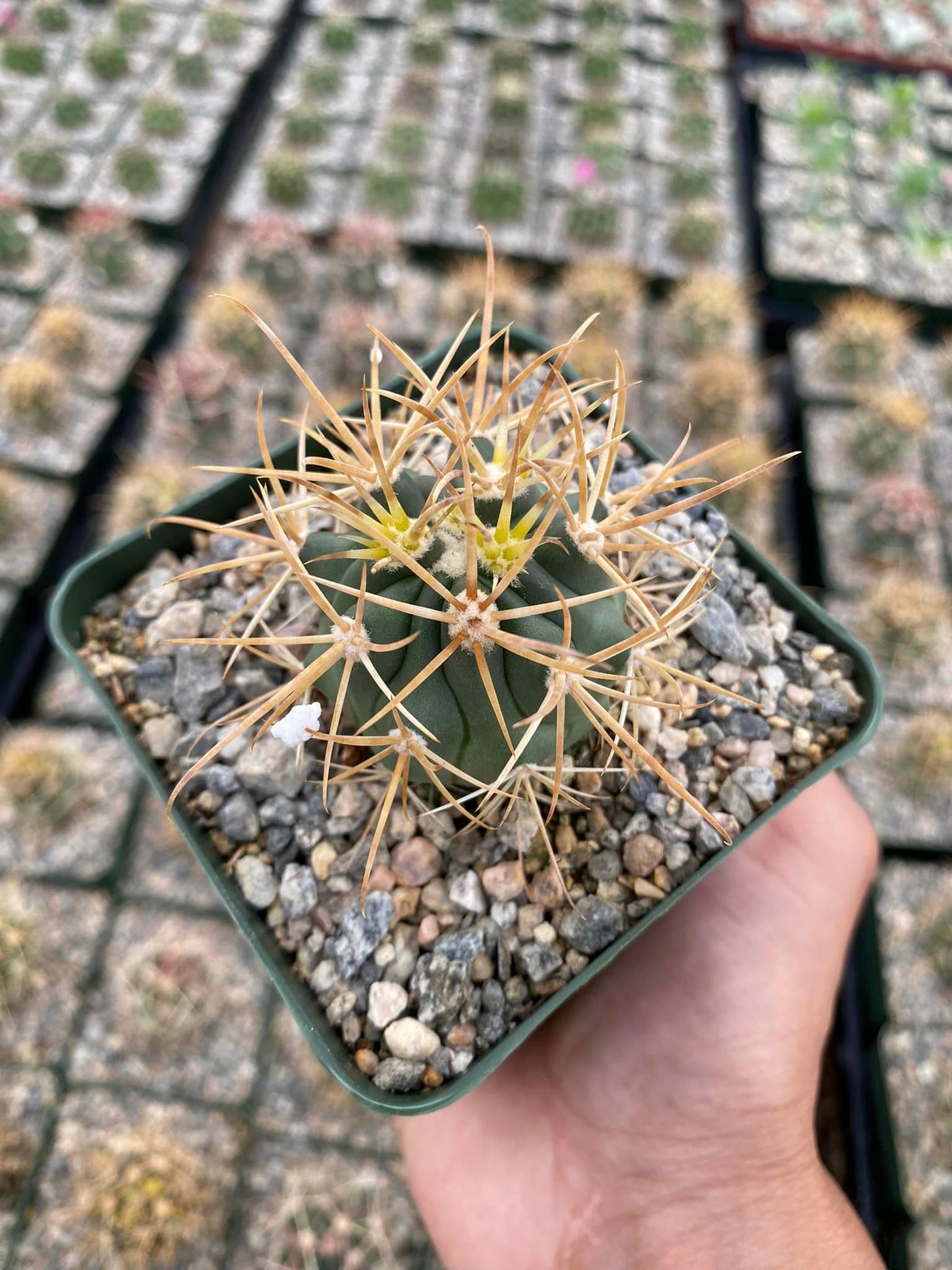 Ferocactus Chrysacanthum
