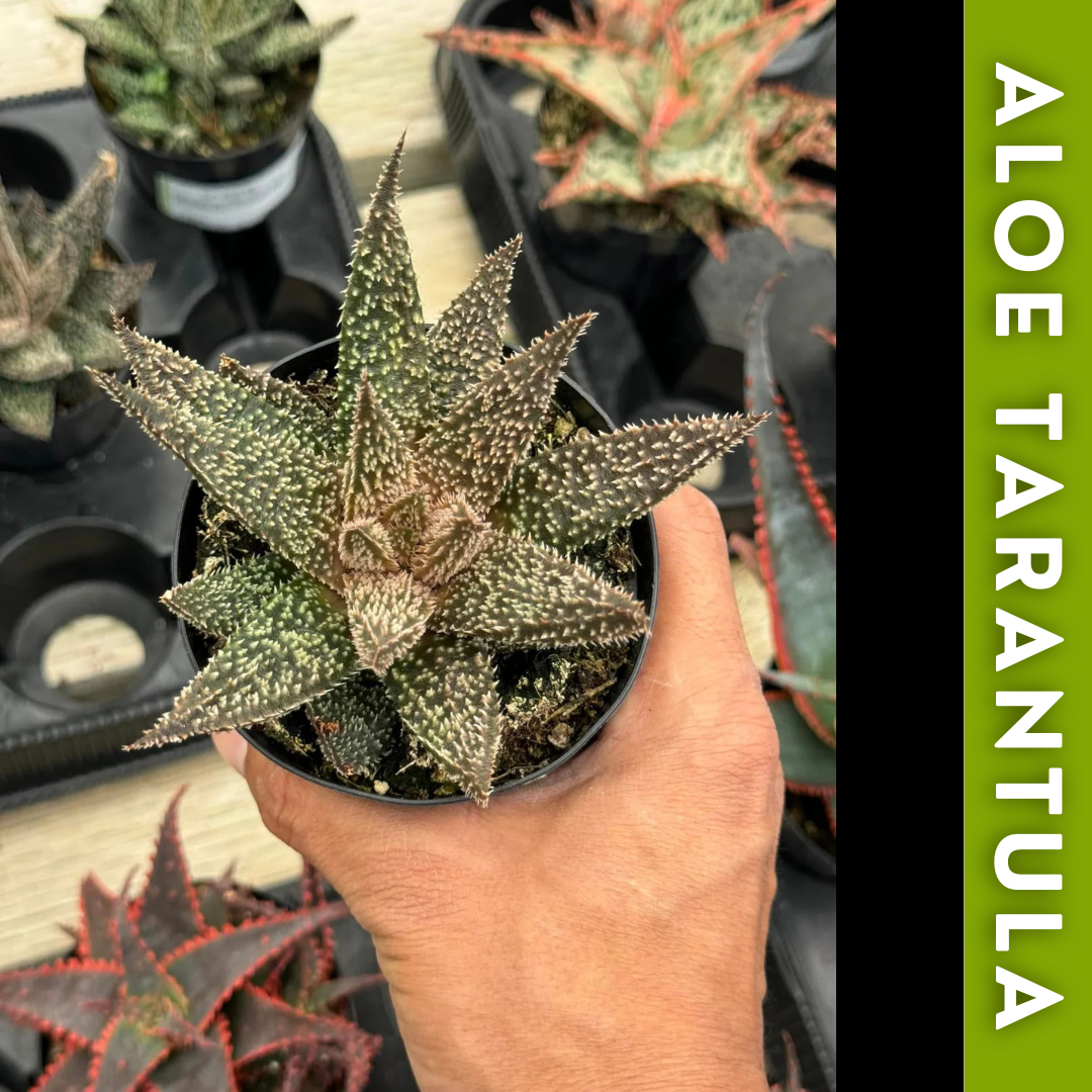 Charola de 12 Aloes Raros