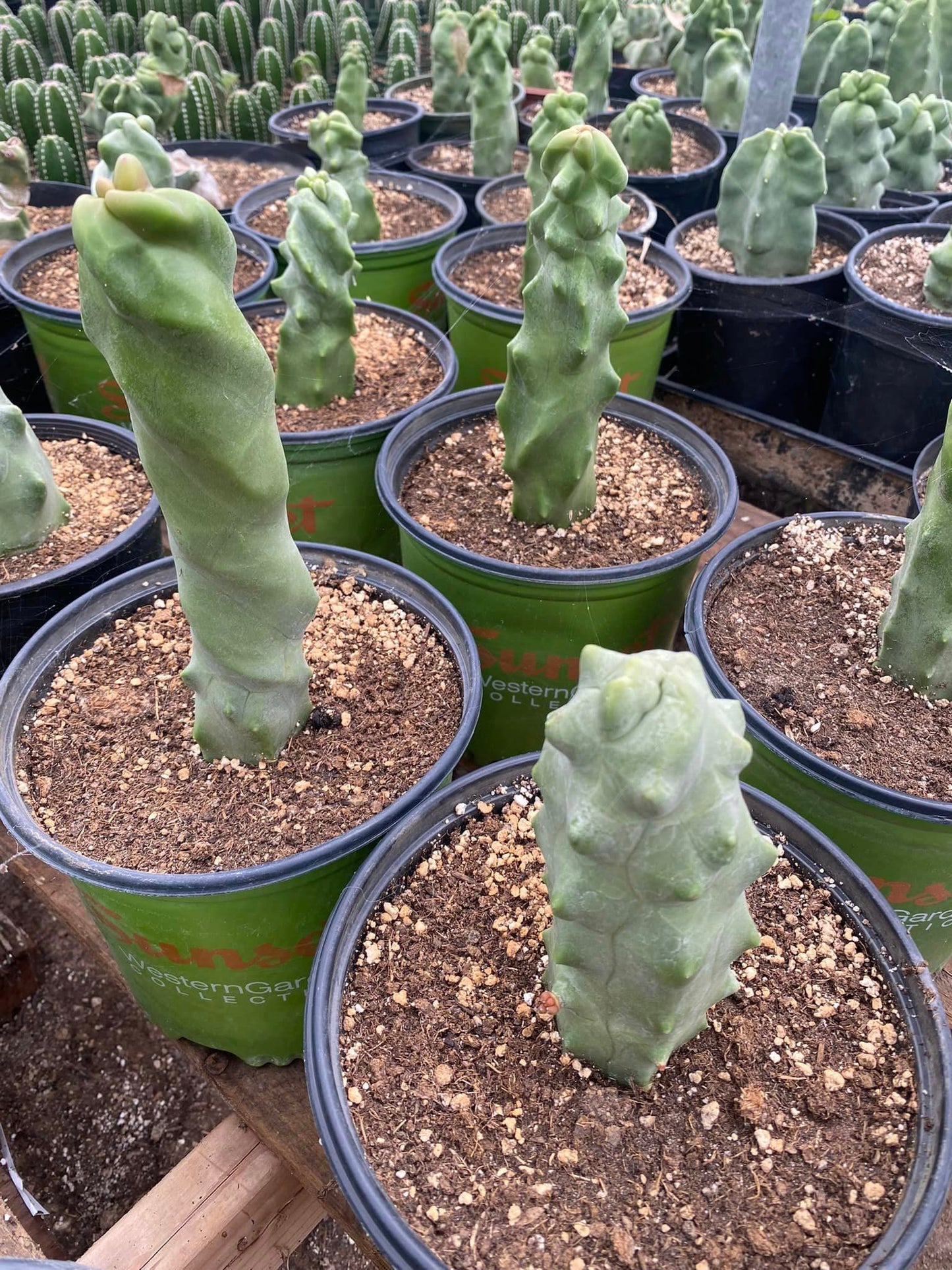 Lophocereus schottii f. Monstruosa (chico)