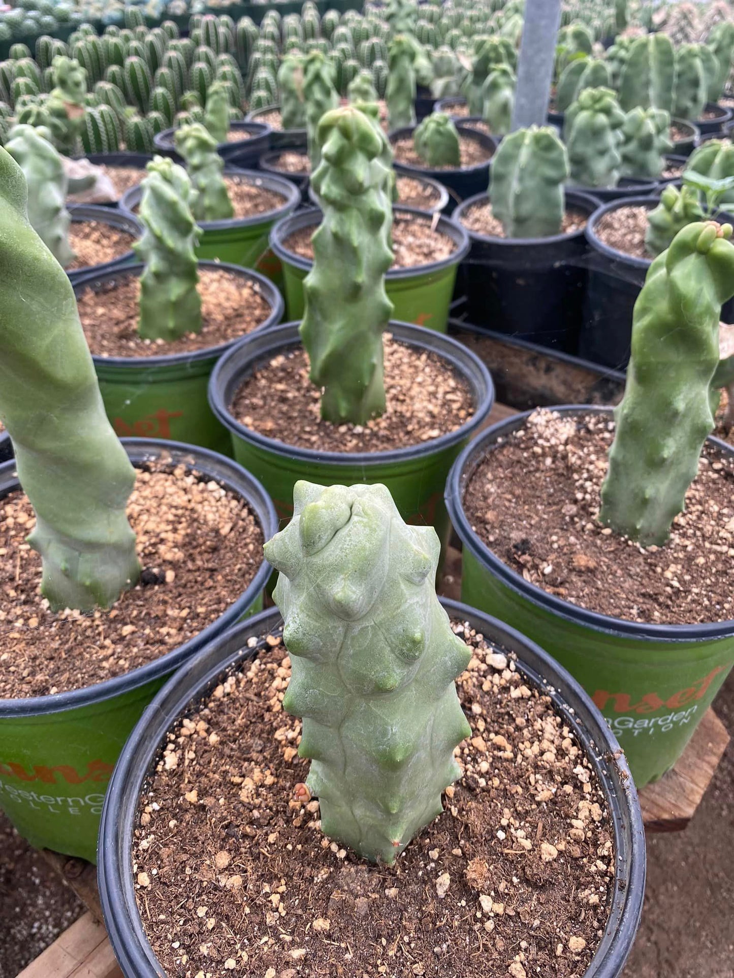 Lophocereus schottii f. Monstruosa (chico)