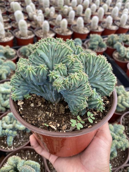 Myrtillocactus geometrizans crestada 6"