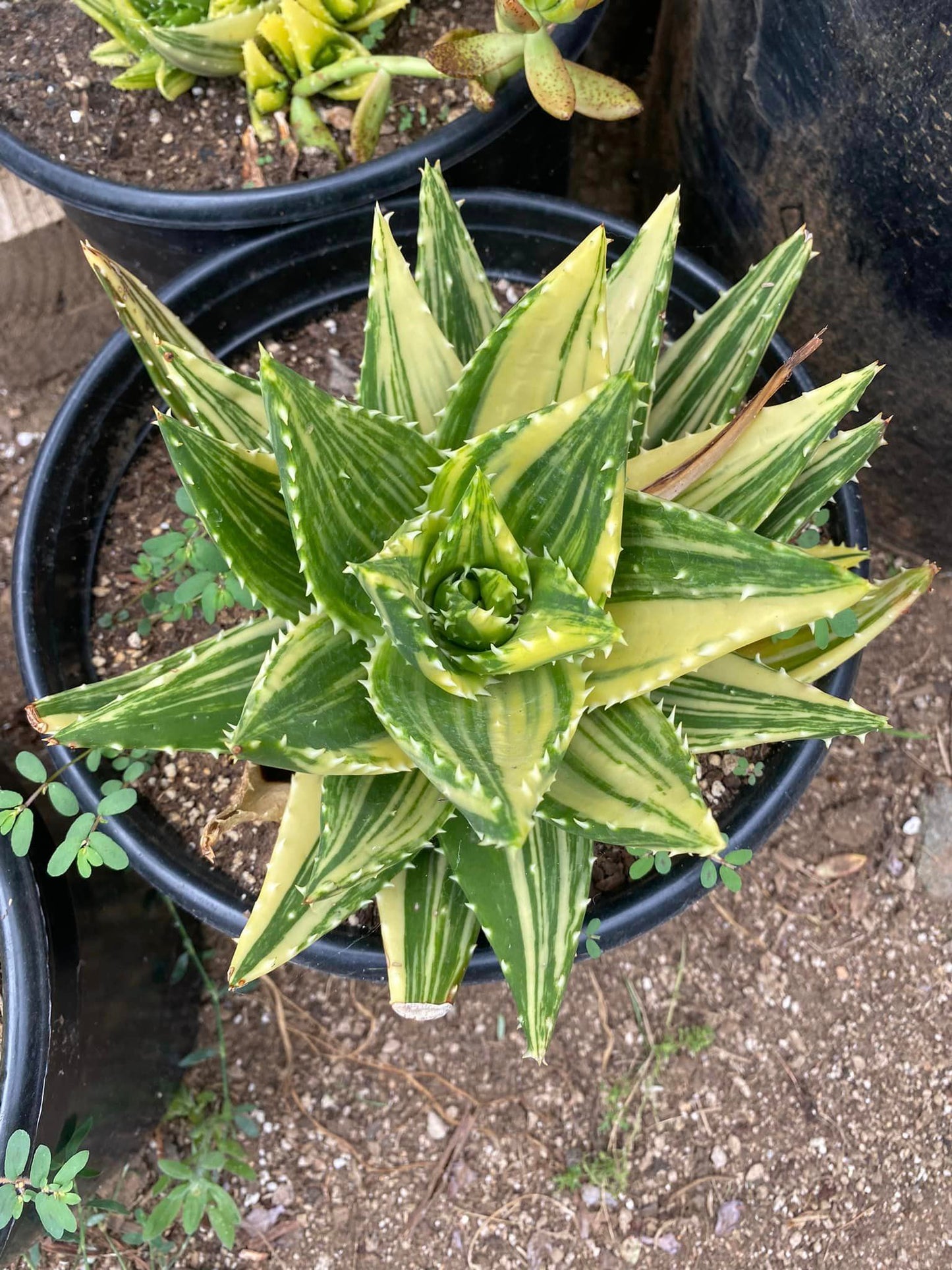 Aloe nobilis variegado (1 cabeza)