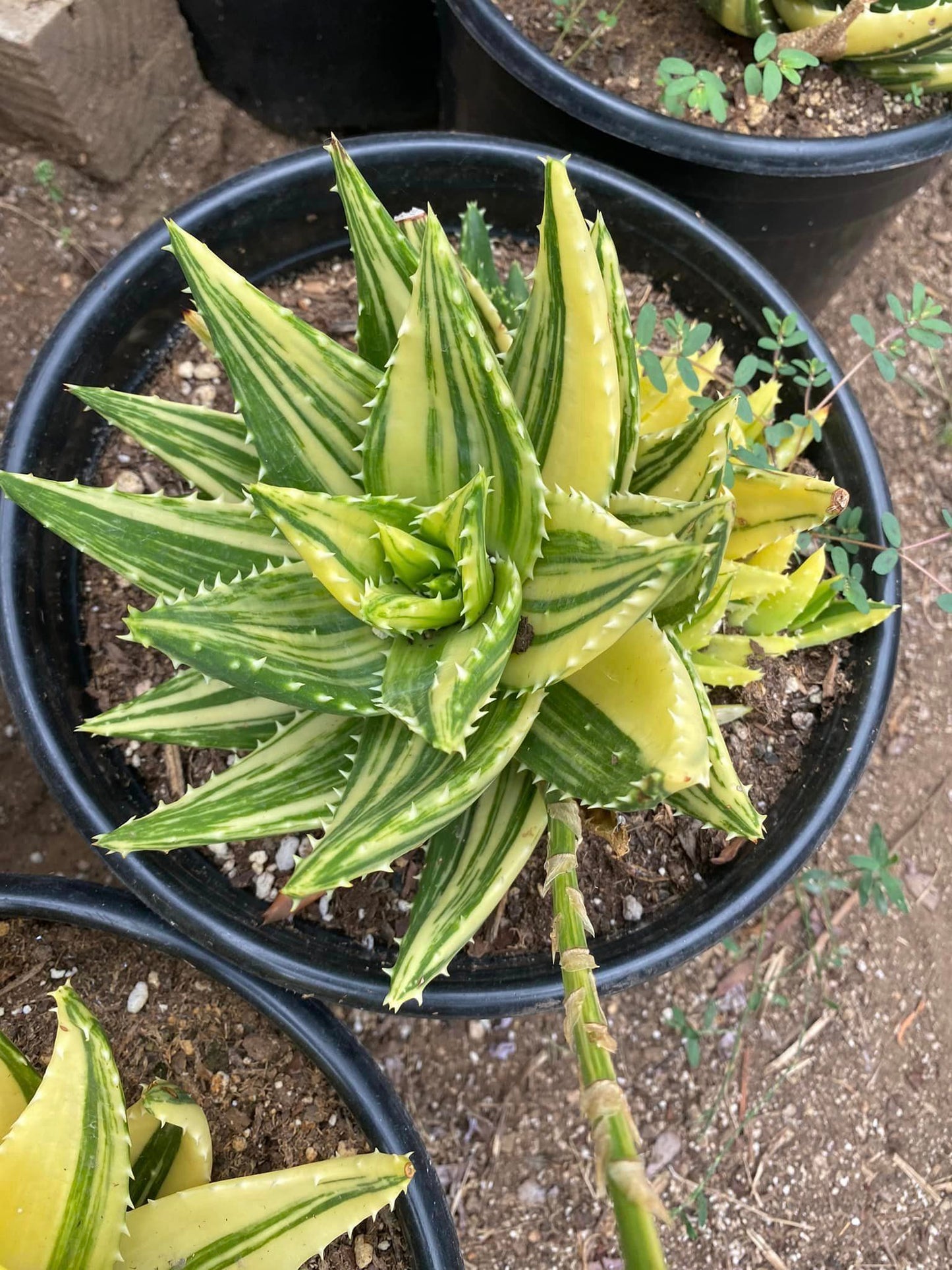 Aloe nobilis variegado (1 cabeza)