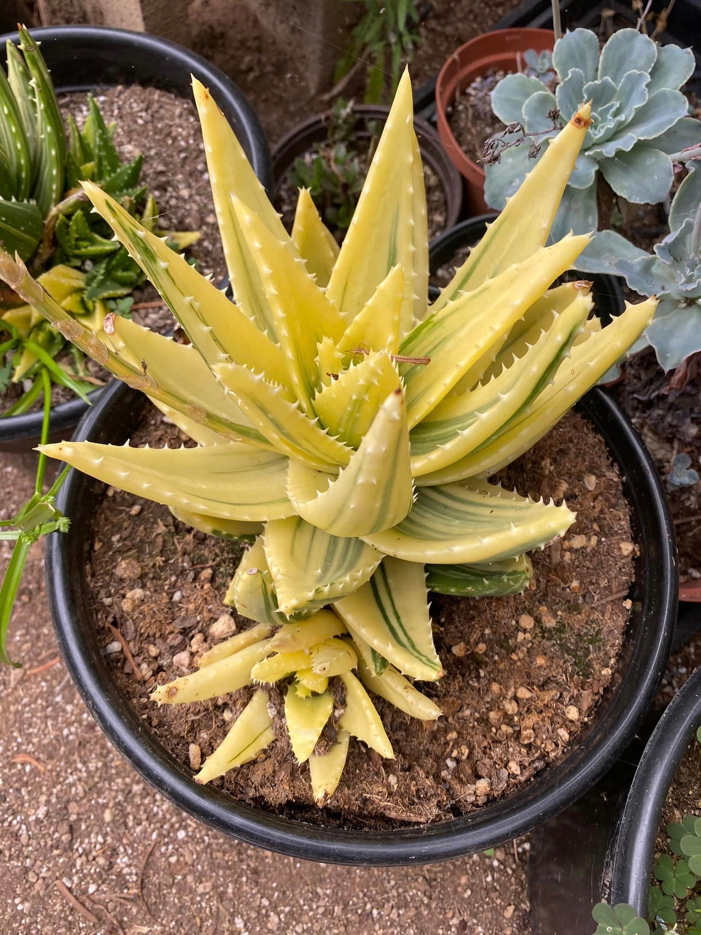 Aloe nobilis variegado (1 cabeza)