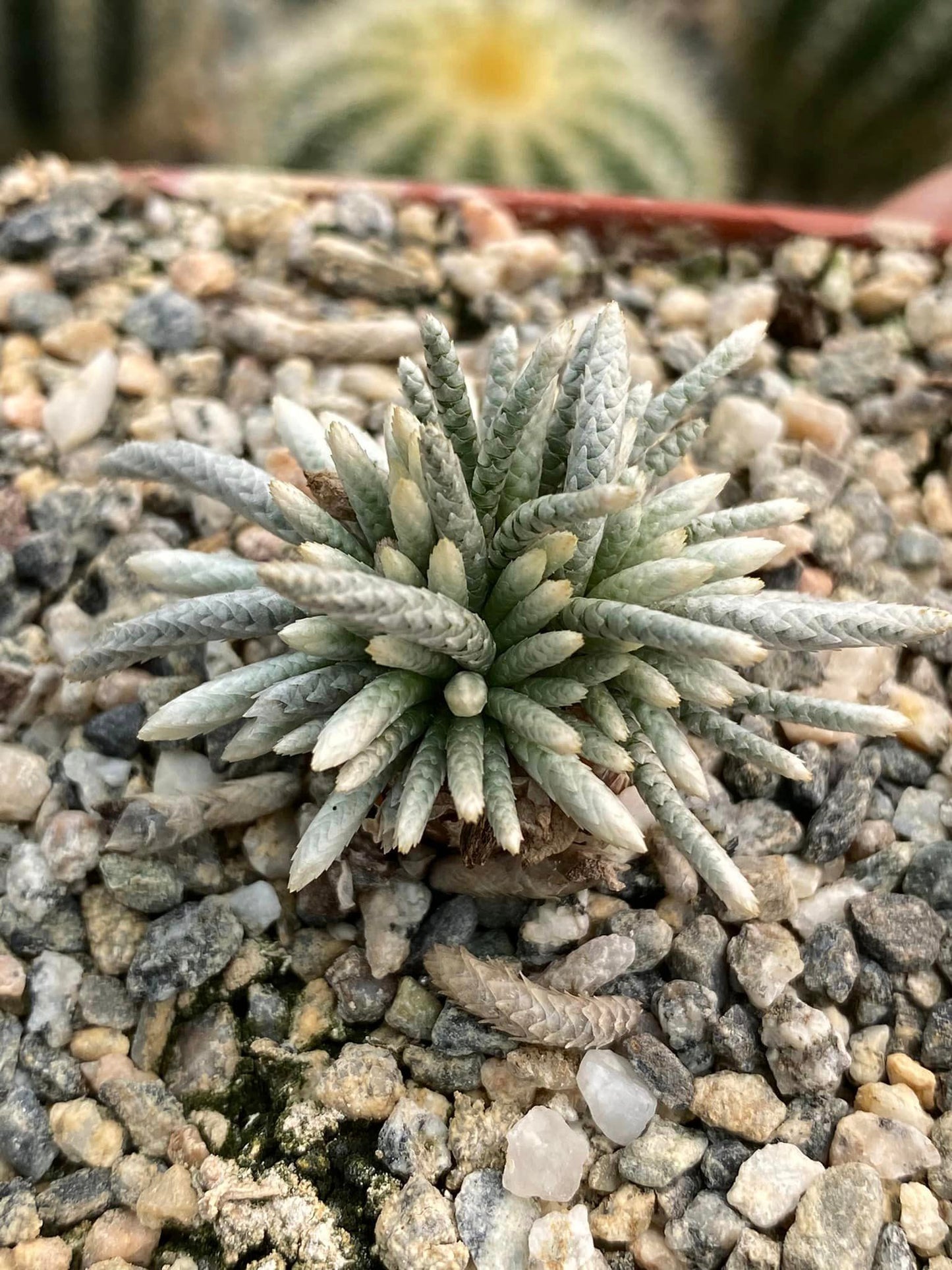 Avonia Quinaria