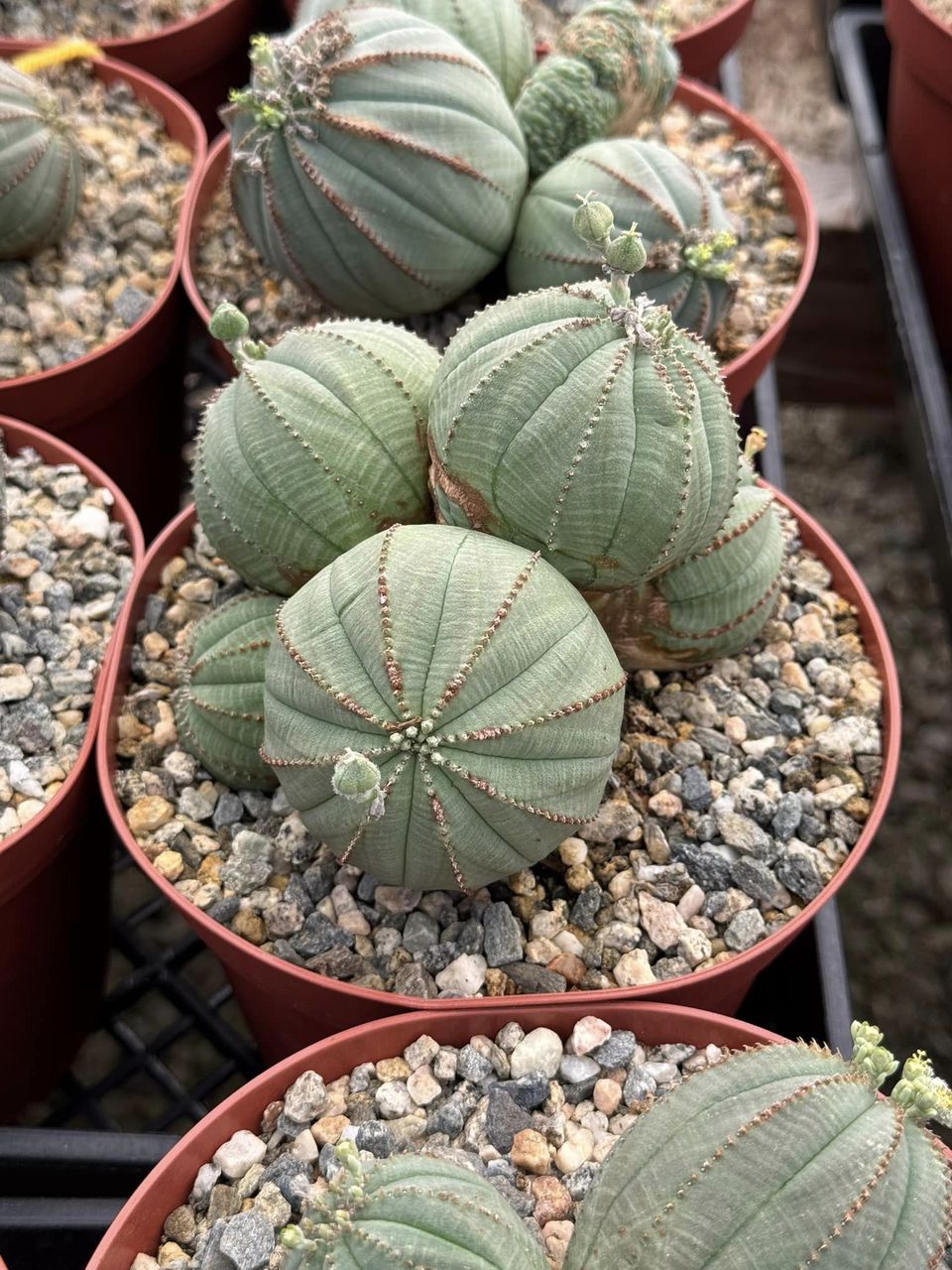 Euphorbia Obesa Cluster