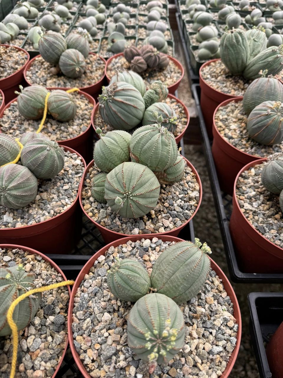 Euphorbia Obesa Cluster