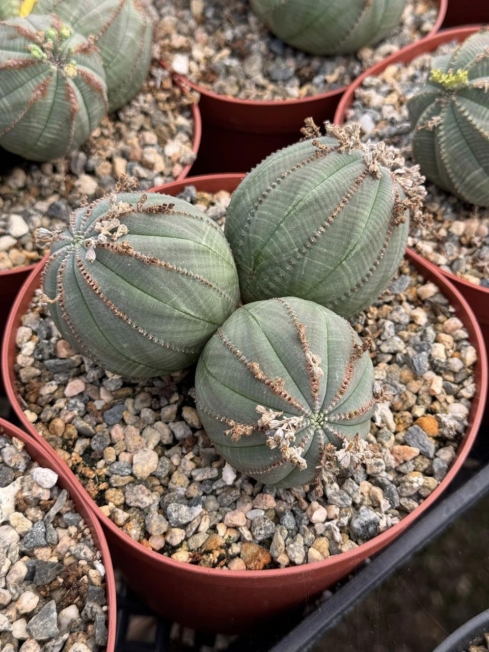 Euphorbia Obesa Cluster