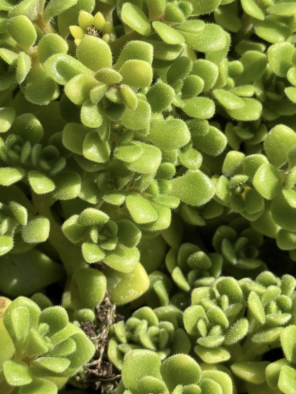 irish bouquet succulent Aeonium Irish Bouquet – TiaJuanas Plants México