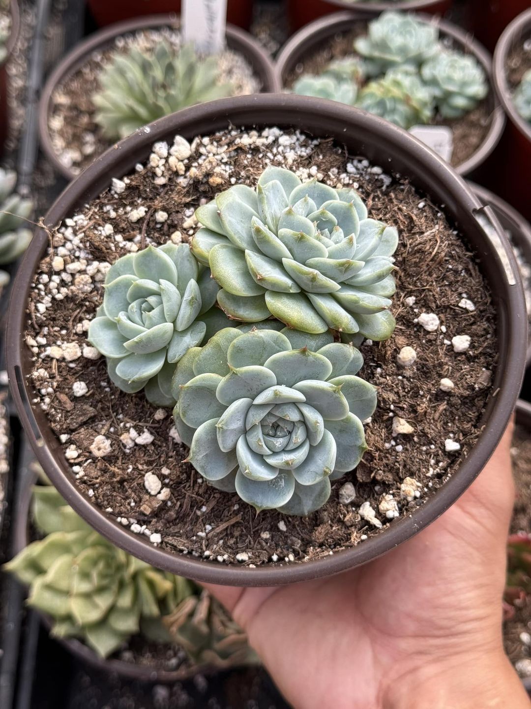 Echeveria Velvet