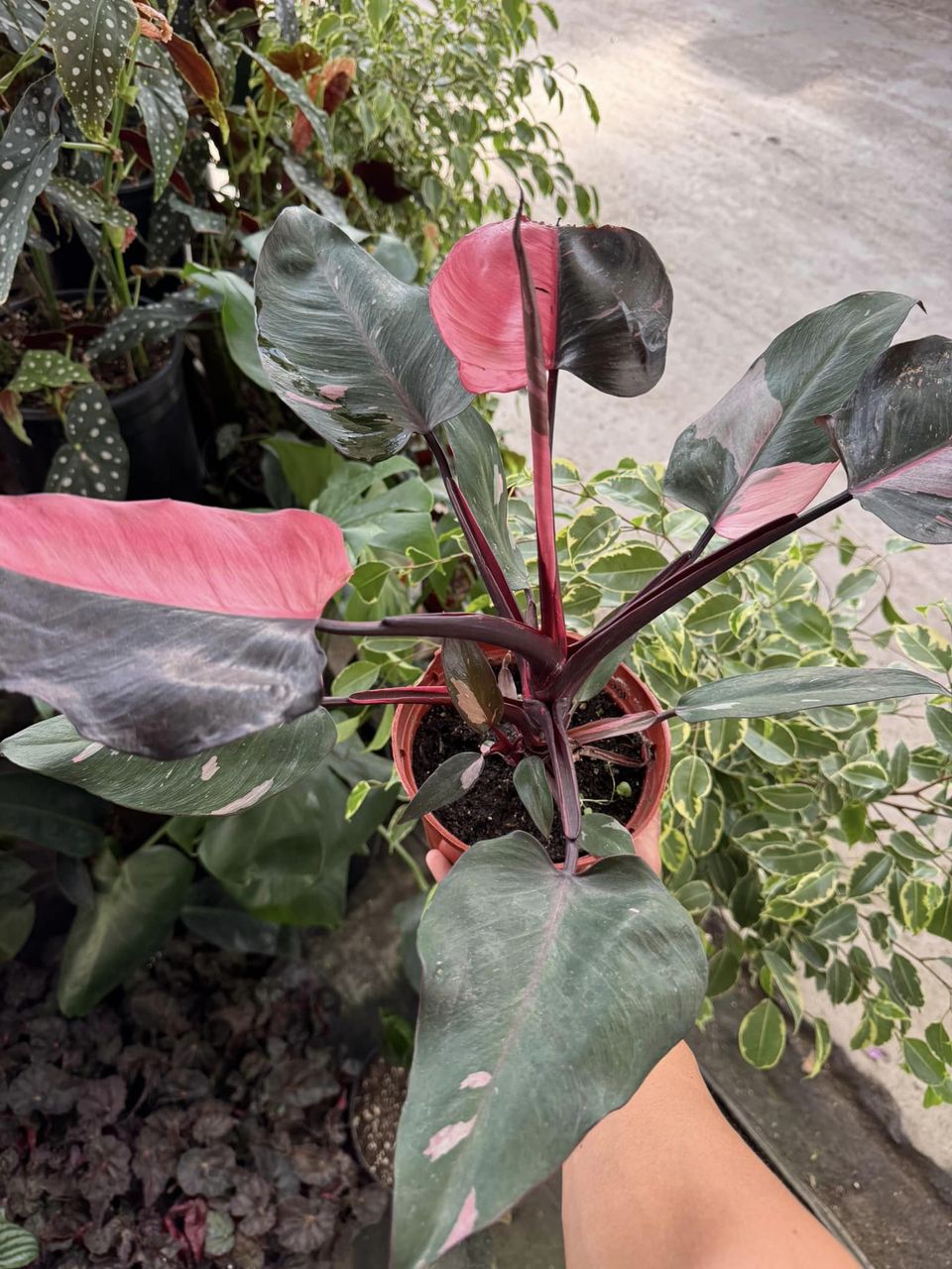 Pink Princess Philodendron selling