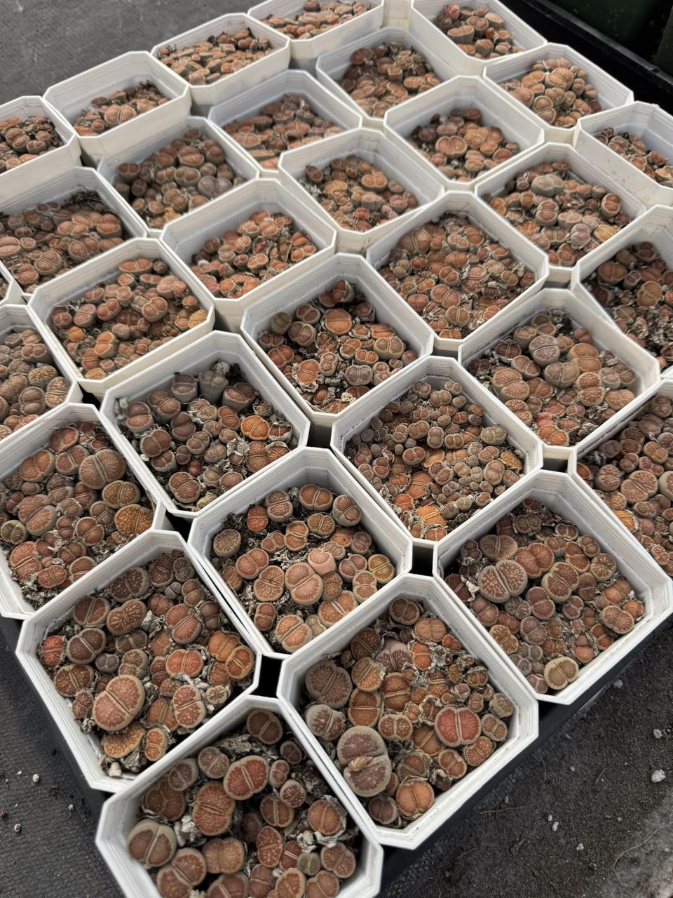 Lithops julii ‘kikushogiyoku’ cluster