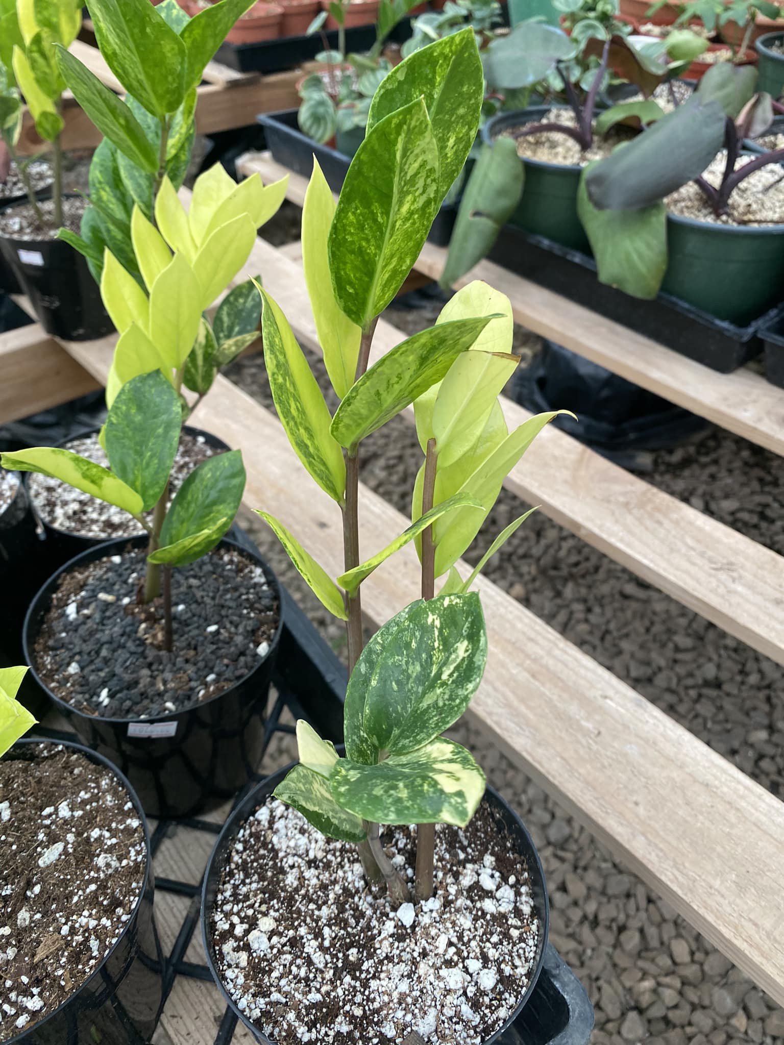 plantas zz Planta zz Variegada – TiaJuanas Plants México