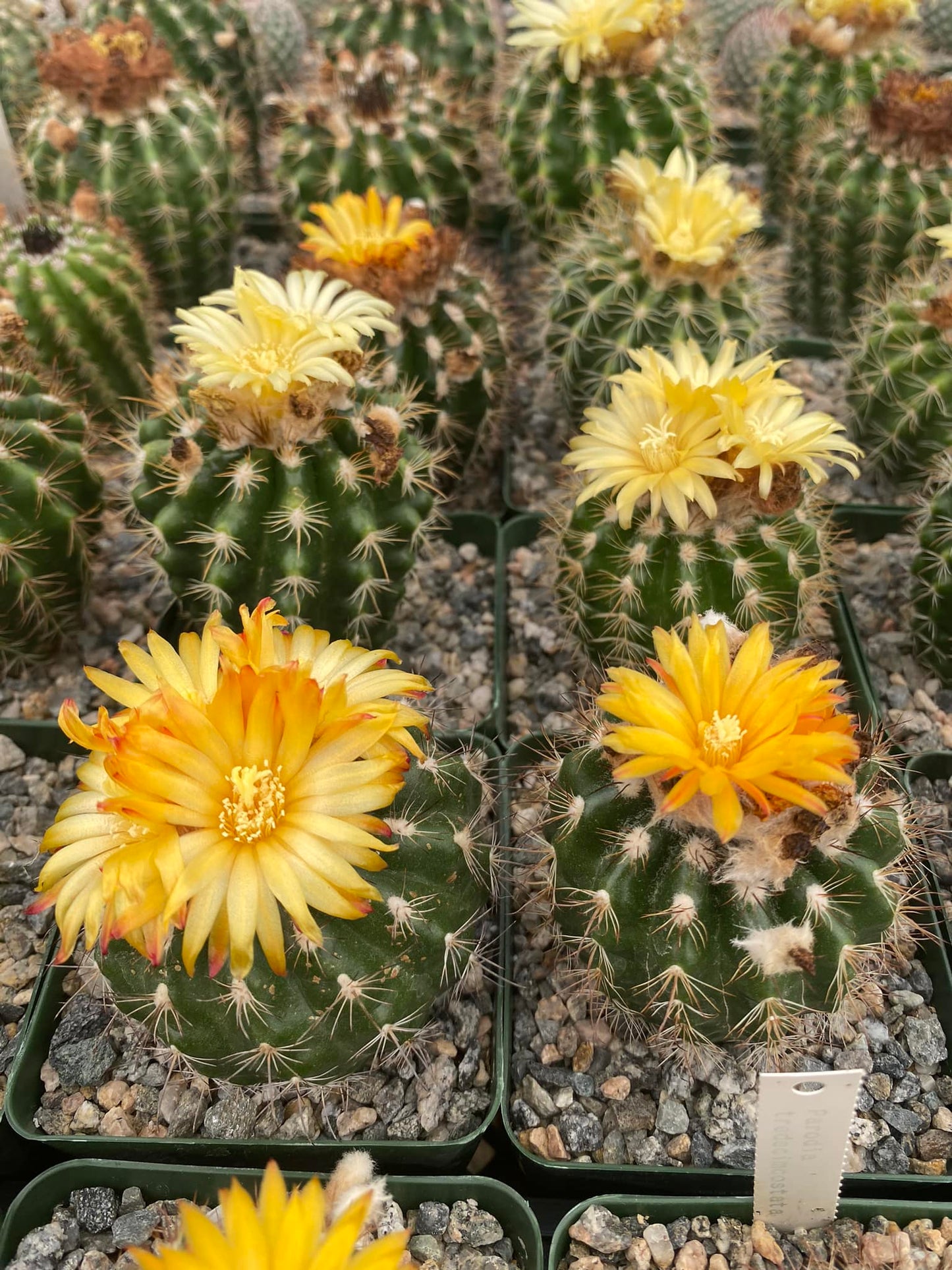Parodia tredecimcostata