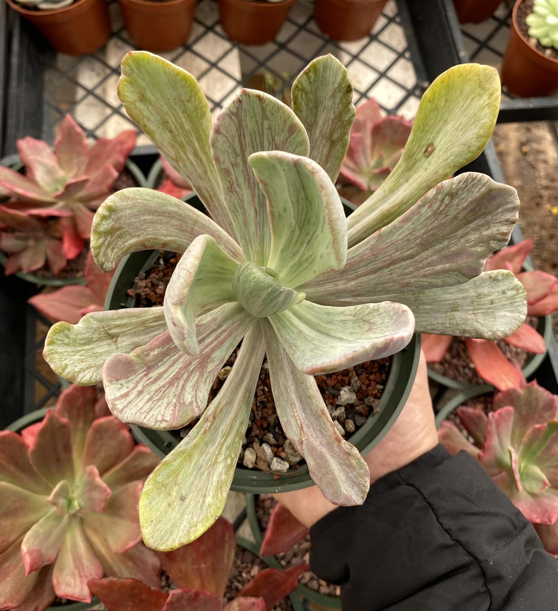jocelyn's joy succulent Echeveria jocelyn's joy – TiaJuanas Plants México