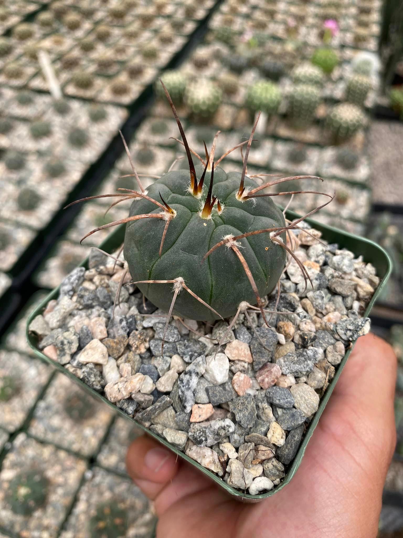 Gymnocalycium armatum – TiaJuanas Plants México