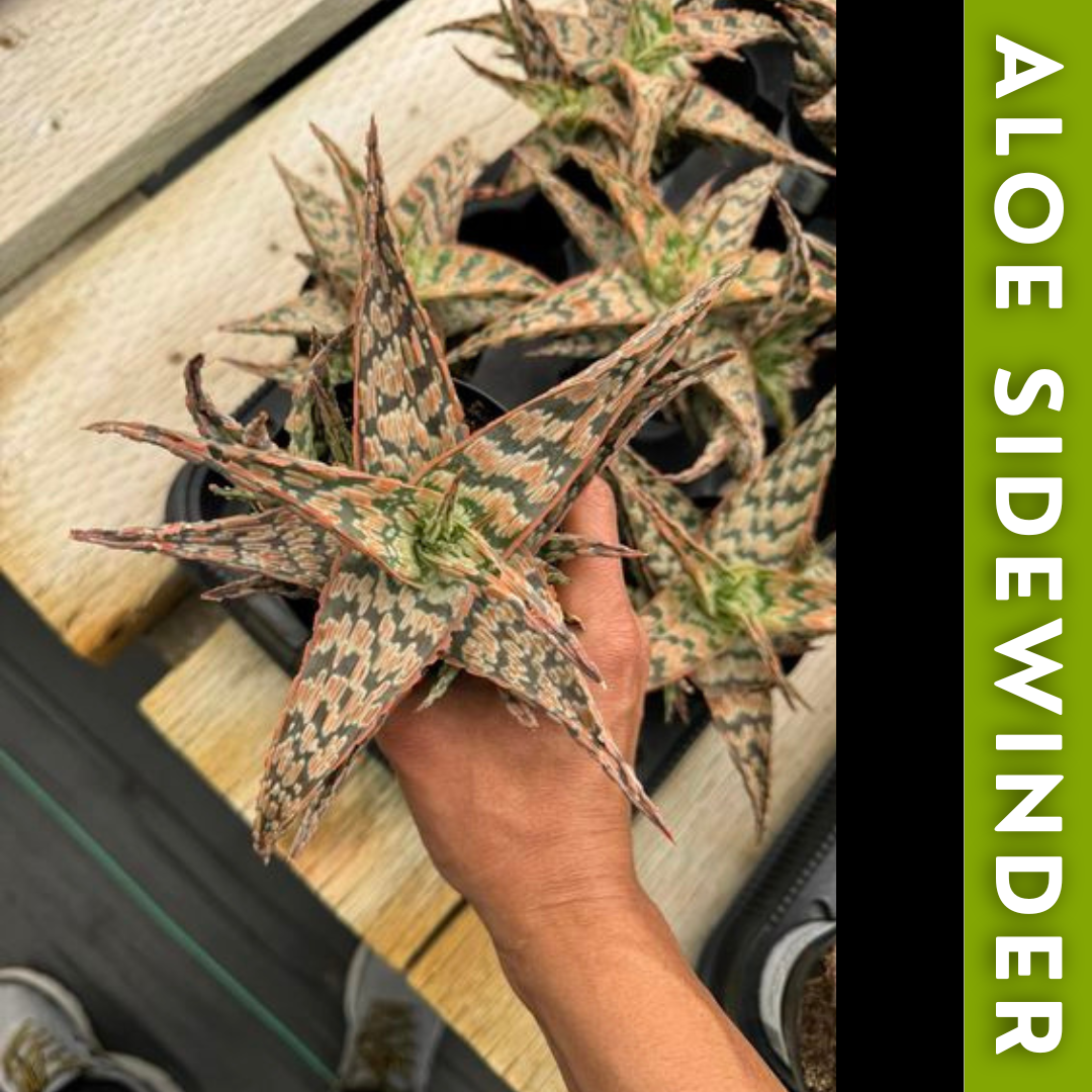 Charola de 12 Aloes Raros