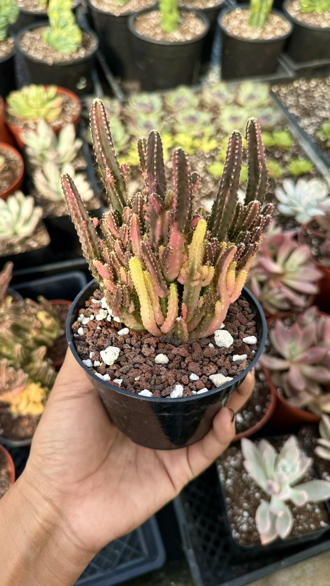 Acanthocereus tetragonus variegado (castillo de hadas)