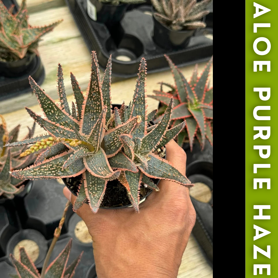 Charola de 12 Aloes Raros
