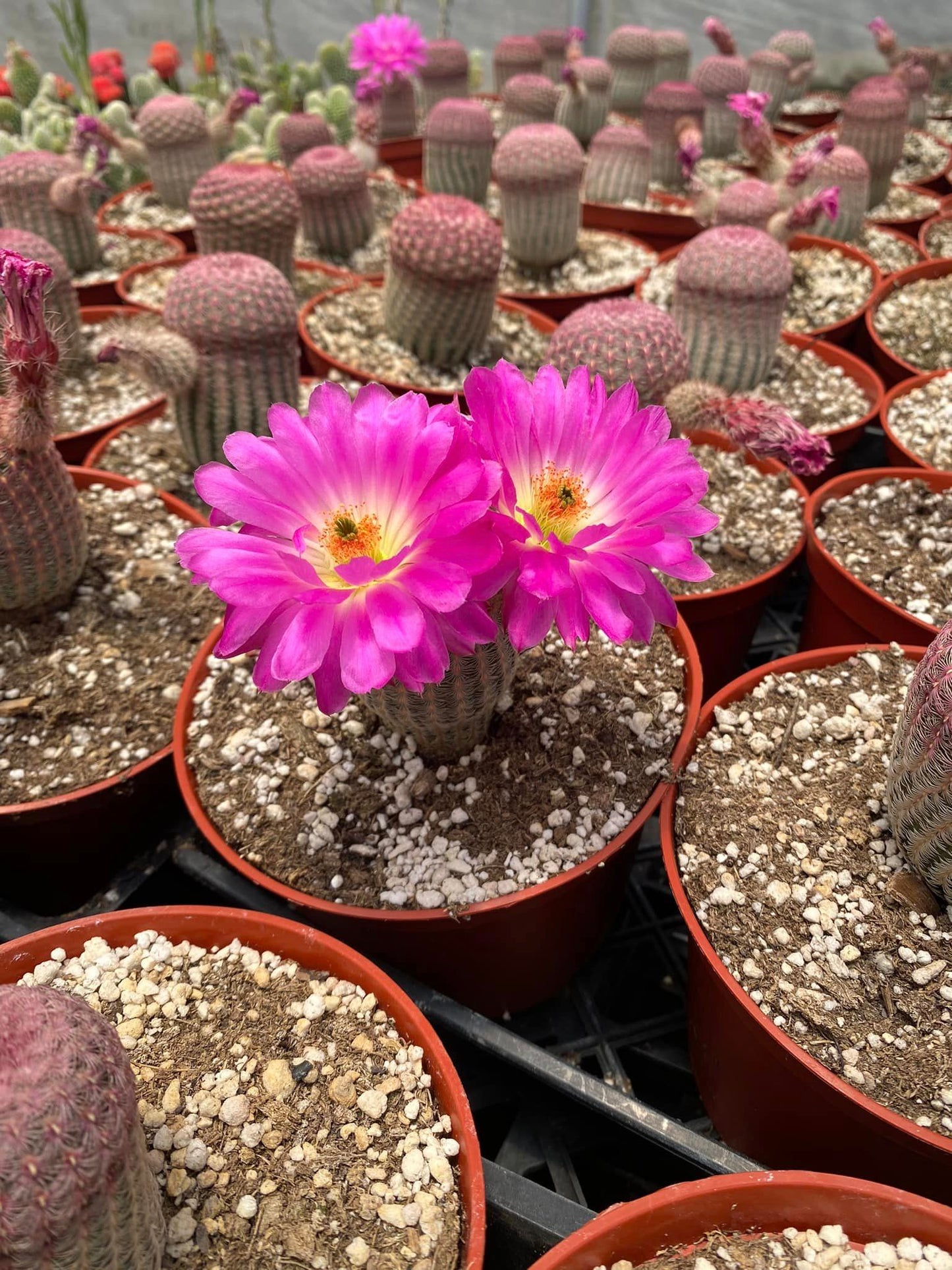 Echinocereus rubispinus
