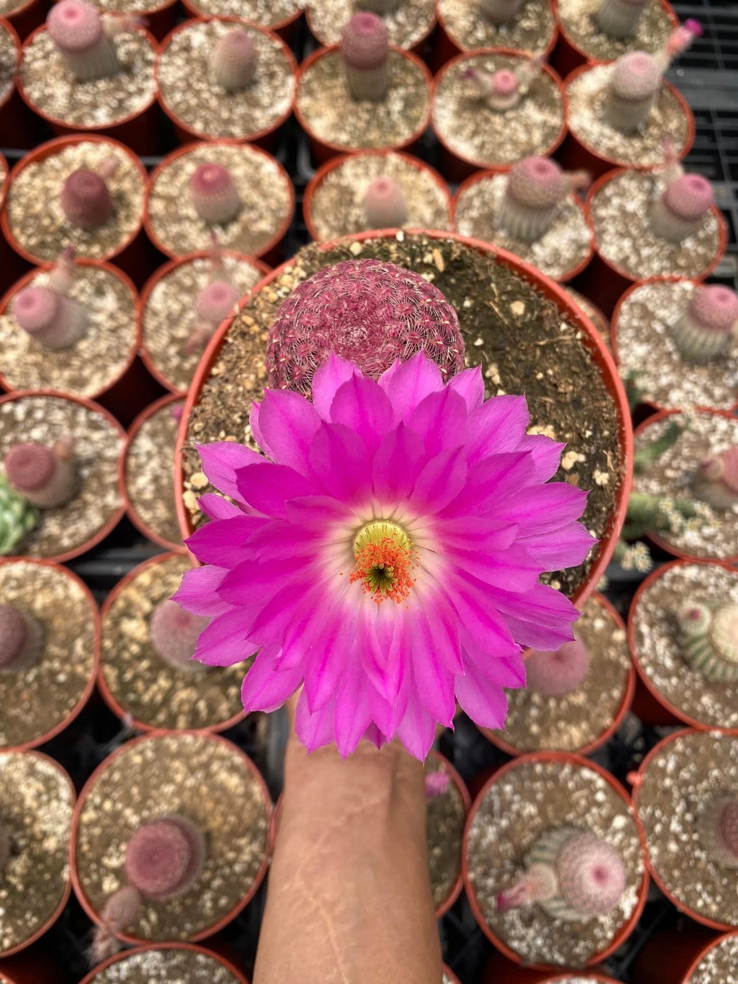 Echinocereus rubispinus